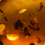 אמבר - ענבר (Amber)