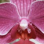 טבעת פרח סחלב אורכידאה מכסף טהור 925 3.jpeg