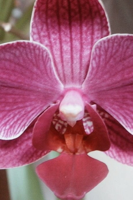 טבעת פרח סחלב אורכידאה מכסף טהור 925 3.jpeg