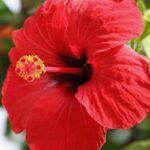 פרח היביסקוס אדום.jpg