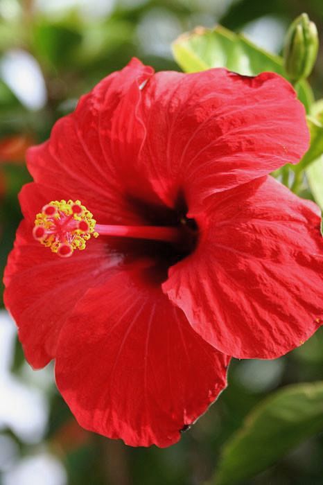 פרח היביסקוס אדום.jpg