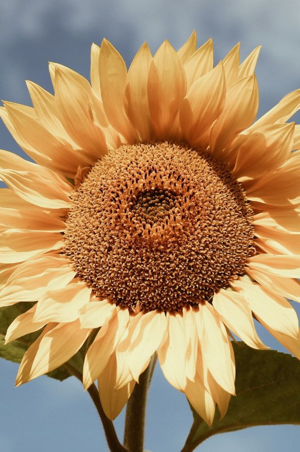 פרח חמניה צהוב.jpg