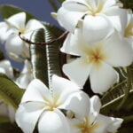 פרח פלומריה 2.jpeg