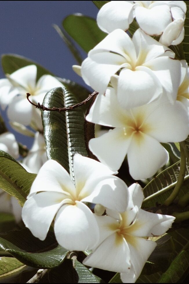 פרח פלומריה 2.jpeg