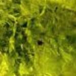 פרידוט – אוליבין - קריסולייט (Peridot - Olivin - chrysolite)