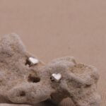 עגילי לב קטנים צמודים לאוזן מכסף אמיתי 925.jpg